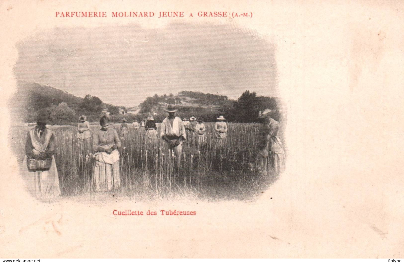 grasse - série de 5 cpa - PARFUMERIE MOLINARD JEUNE - cueillette cueilleuses