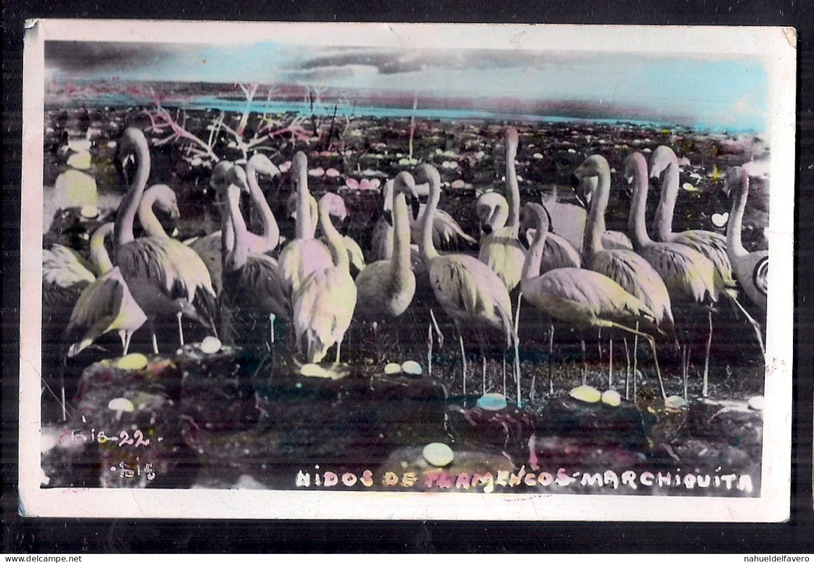 PHoto Postale - Argentina, Mar Chiquita 1963 - Nidos De Flamencos - Amerika