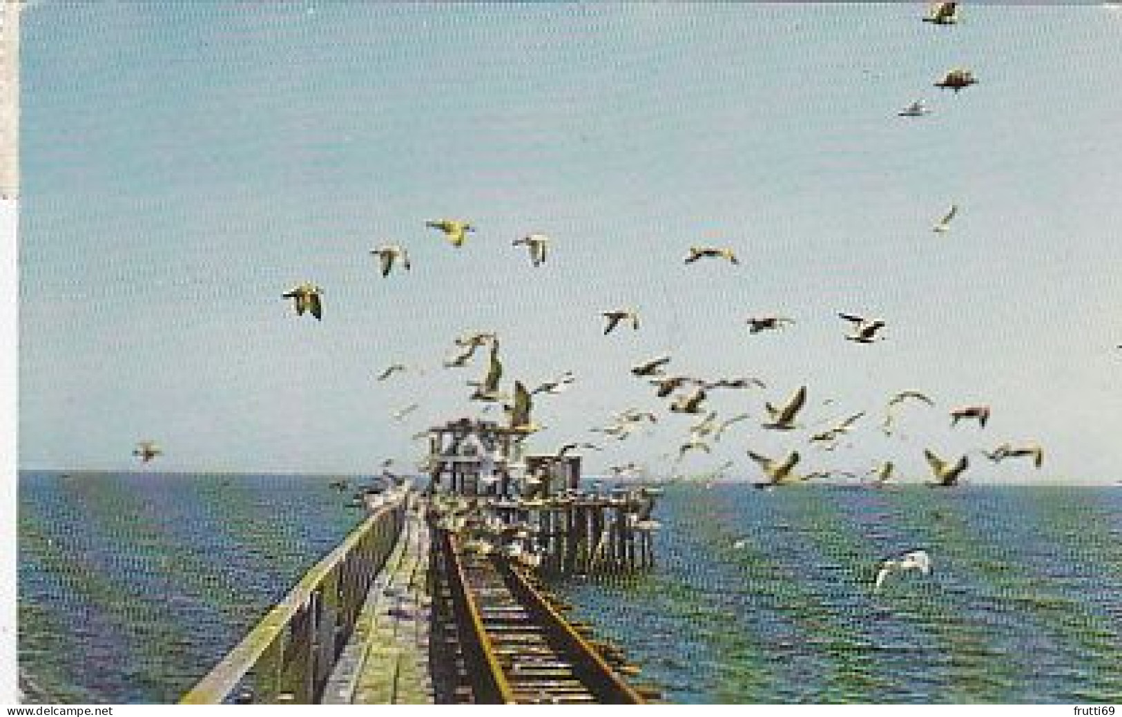 AK 153939 USA - Massachusetts - Cape Cod Sea Gulls - Cape Cod