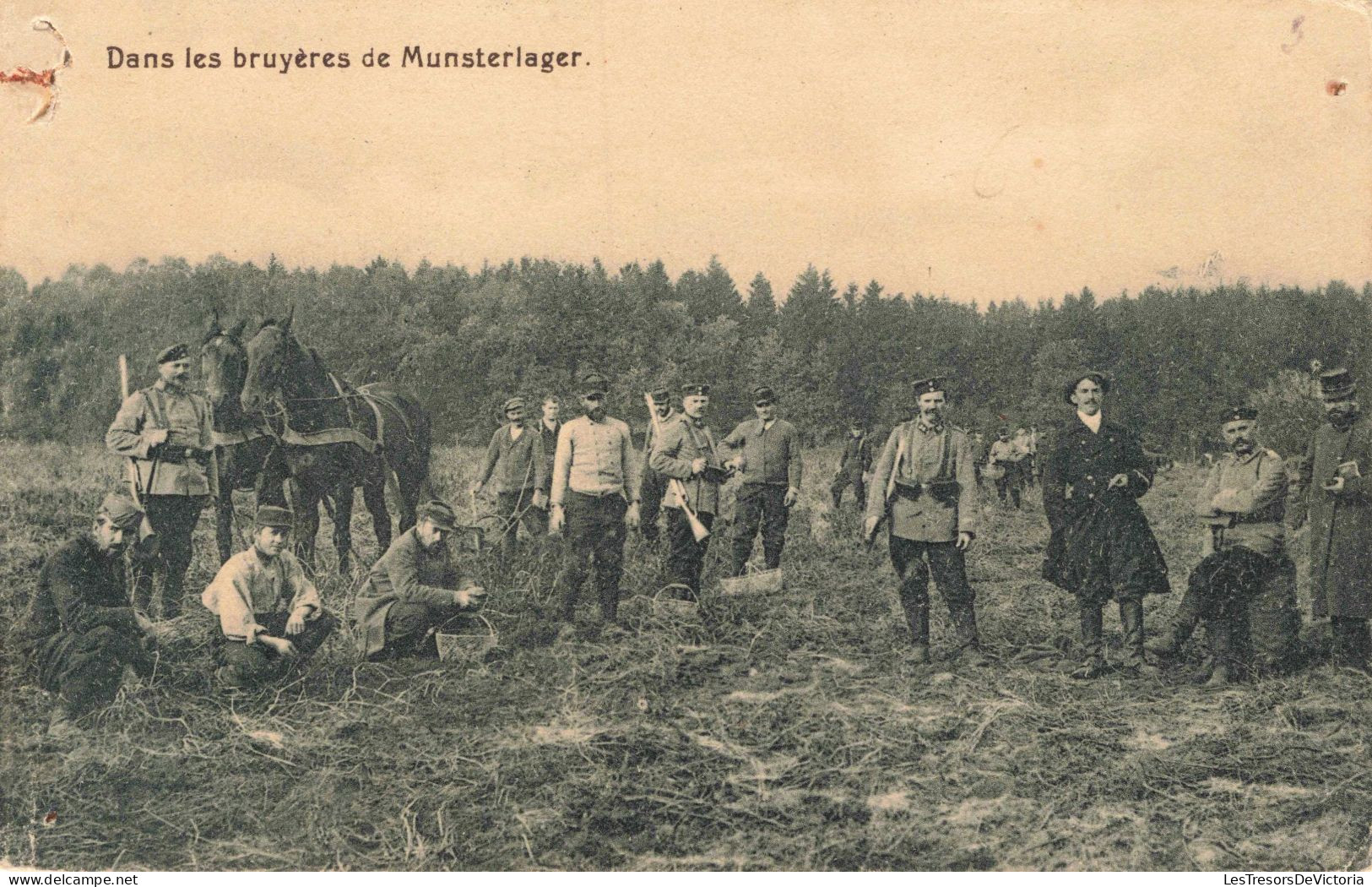 MILITARIA - Dans Les Bruyères De Munsterlager -  Carte Postale Ancienne - Other Wars