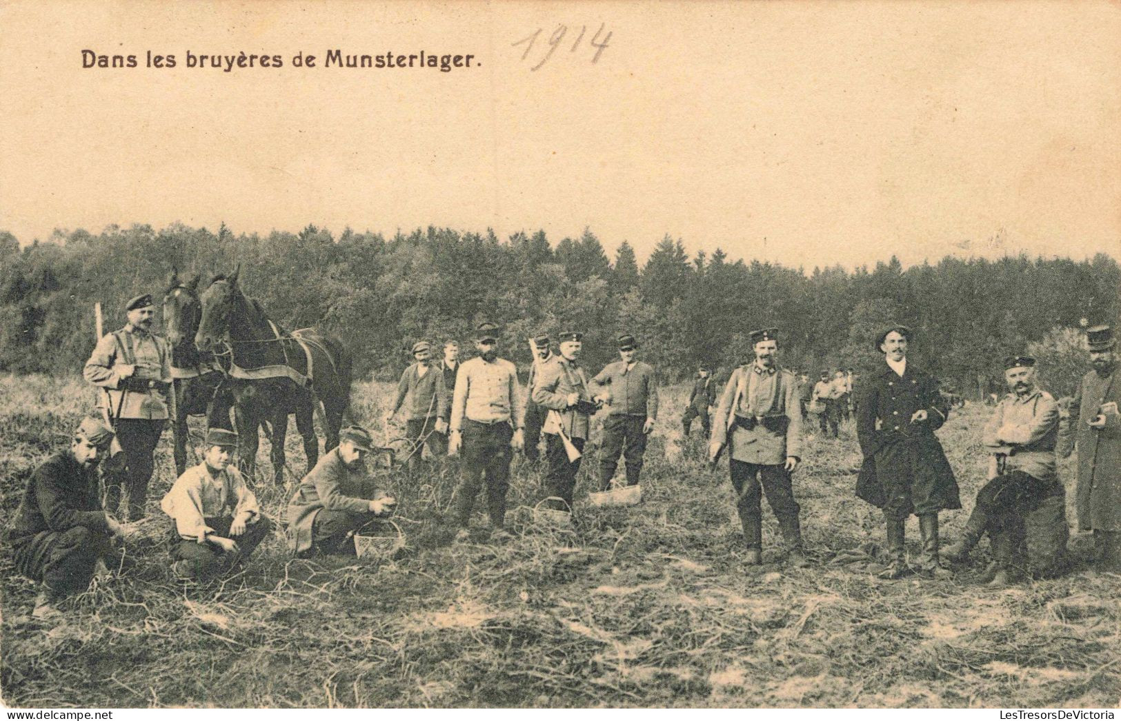 MILITARIA -  Dans Les Bruyères De Munsterlager  -  Carte Postale Ancienne - Guerres - Autres