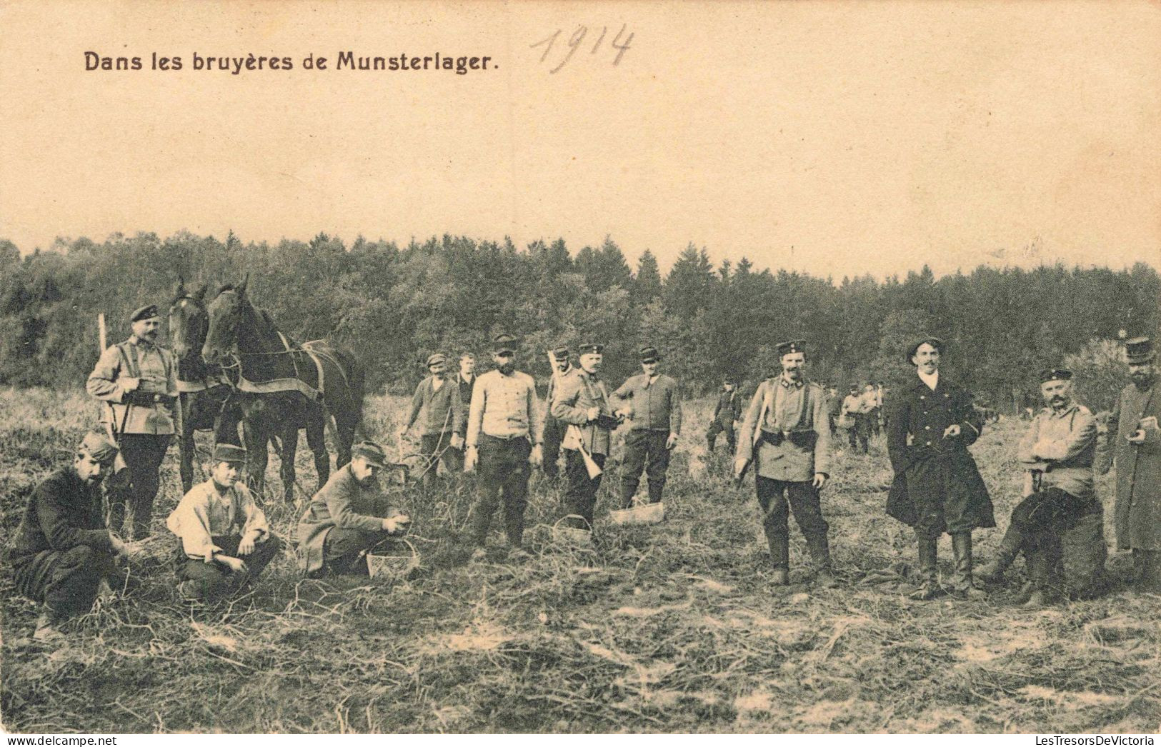 MILITARIA -  Dans Les Bruyères De Munsterlager  -  Carte Postale Ancienne - Other Wars