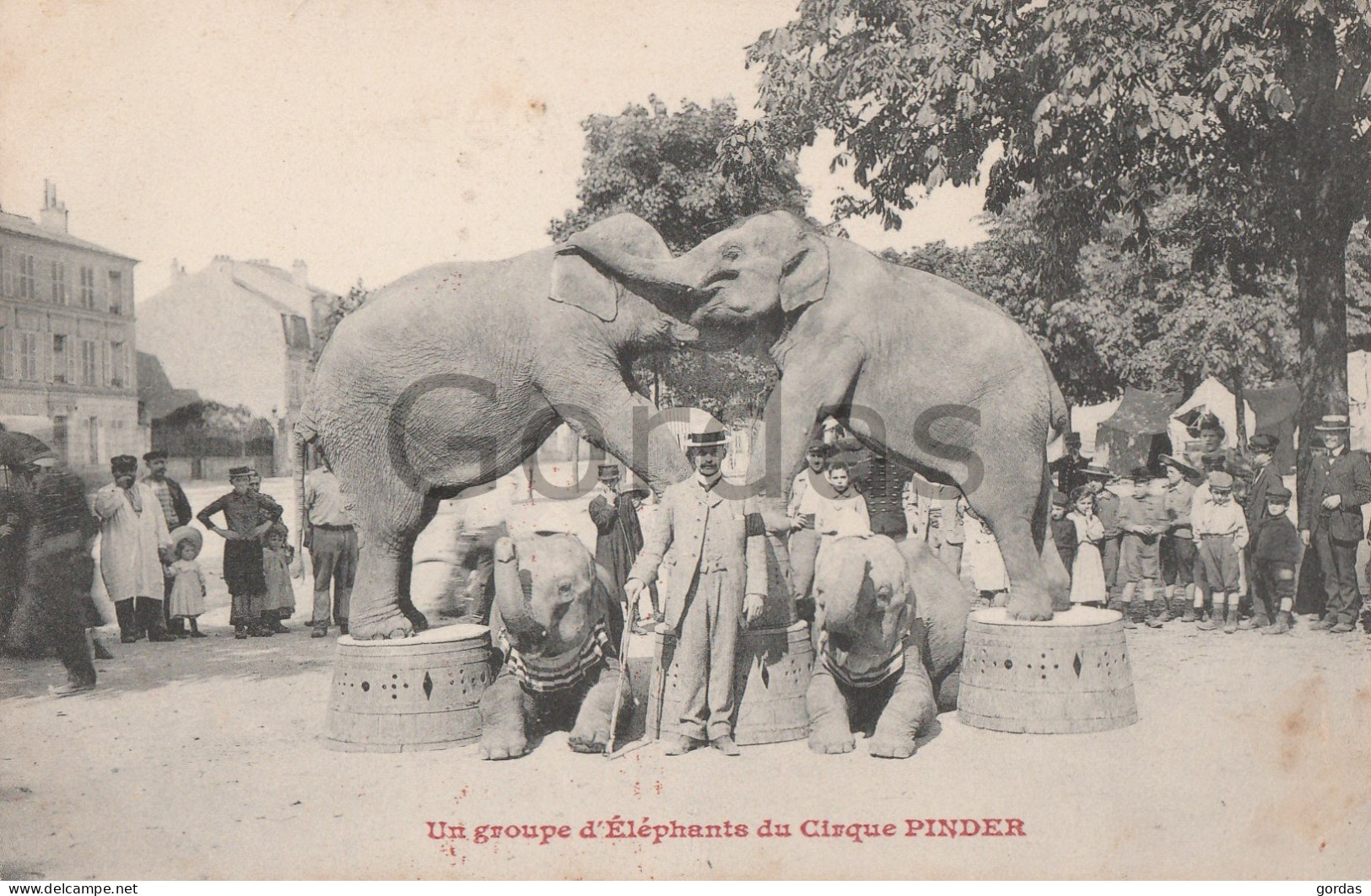 Circus - Un Groupe D'Elephants Du Cirque Pinder - Cirque