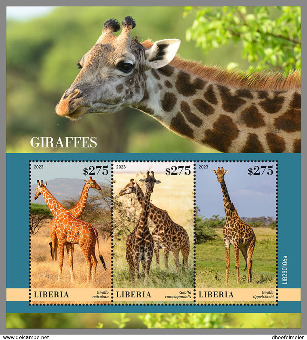 LIBERIA 2023 MNH Giraffes Giraffen Girafes M/S - OFFICIAL ISSUE - DHQ2333 - Giraffen