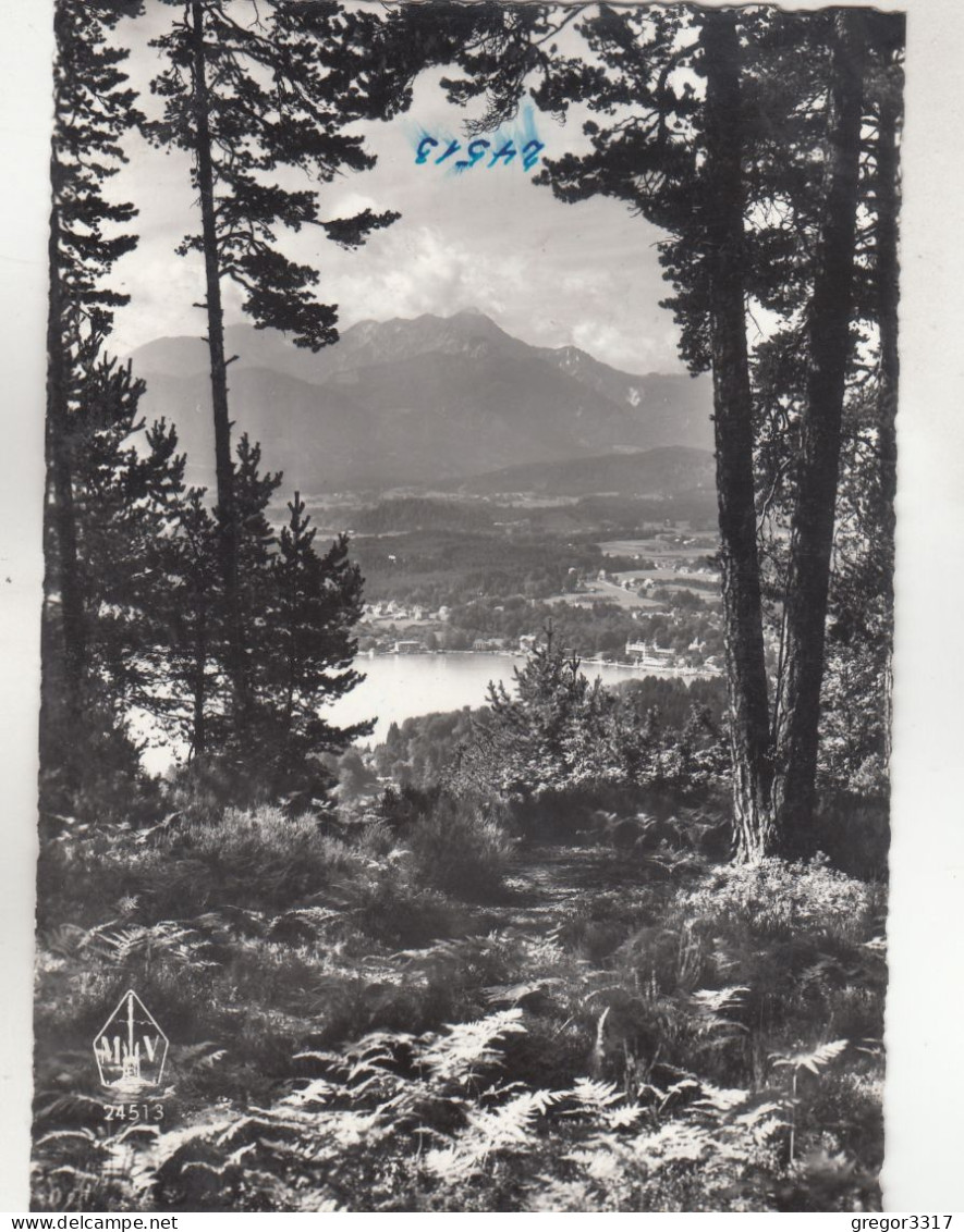 D3451) VELDEN Am Wörthersee Gegen Mittagskogel - Aus Wald Gesehen - Alte S/W AK - Velden