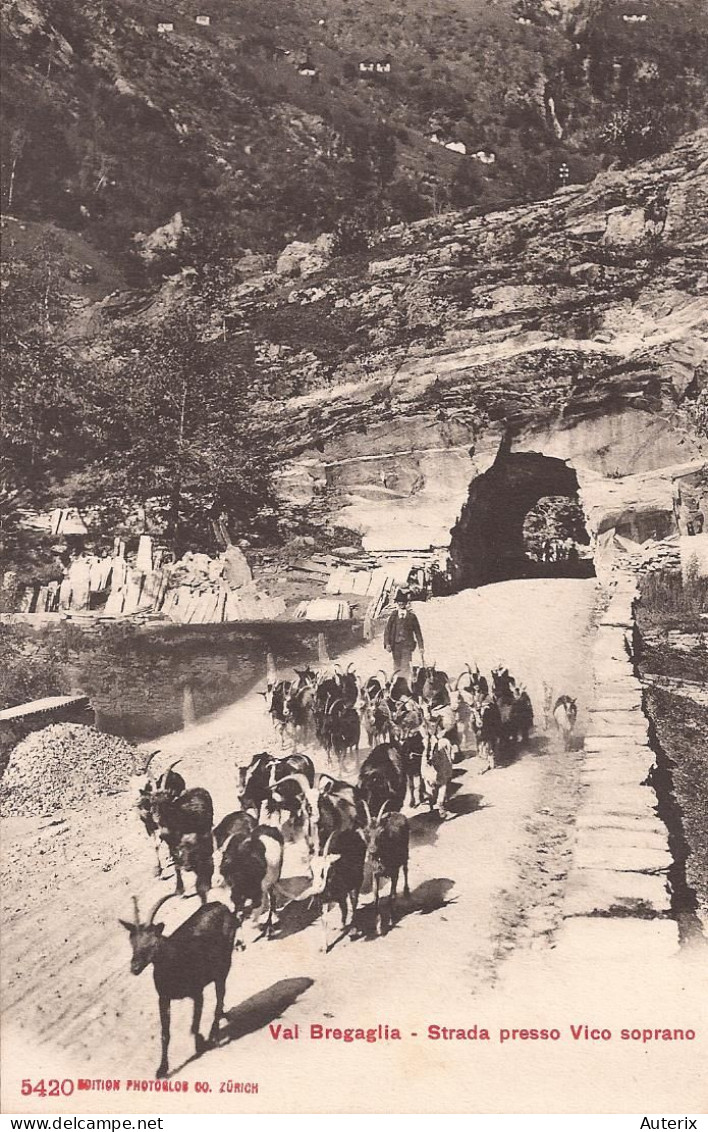 Italie - Val Bregaglia - Strada Presso Vico Soprano Capre Goat - Bregaglia