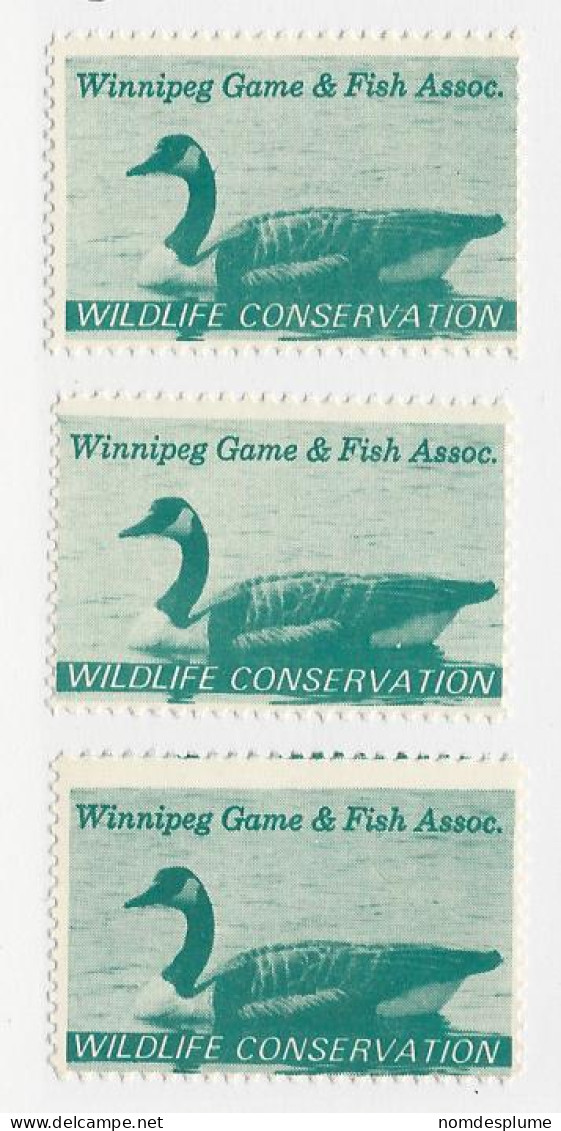 23446) Canada Winnipeg Manitoba Duck Bird 1967 - Viñetas Locales Y Privadas