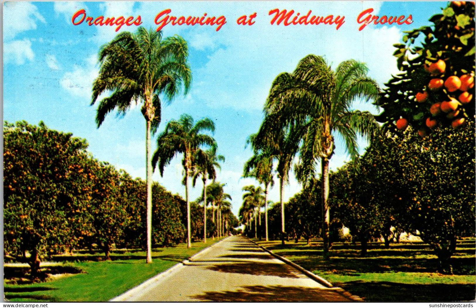 Florida Oranges Growing At Midway Groves Between Bradenton And Sarasota - Bradenton