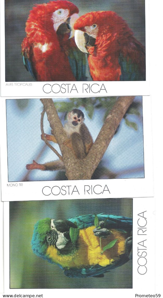 Lote 3 Postales Postcards  - Mono Titi Y Aves Tropicales – Tema: Fauna – Costa Rica – Sin Uso - Sammlungen & Sammellose