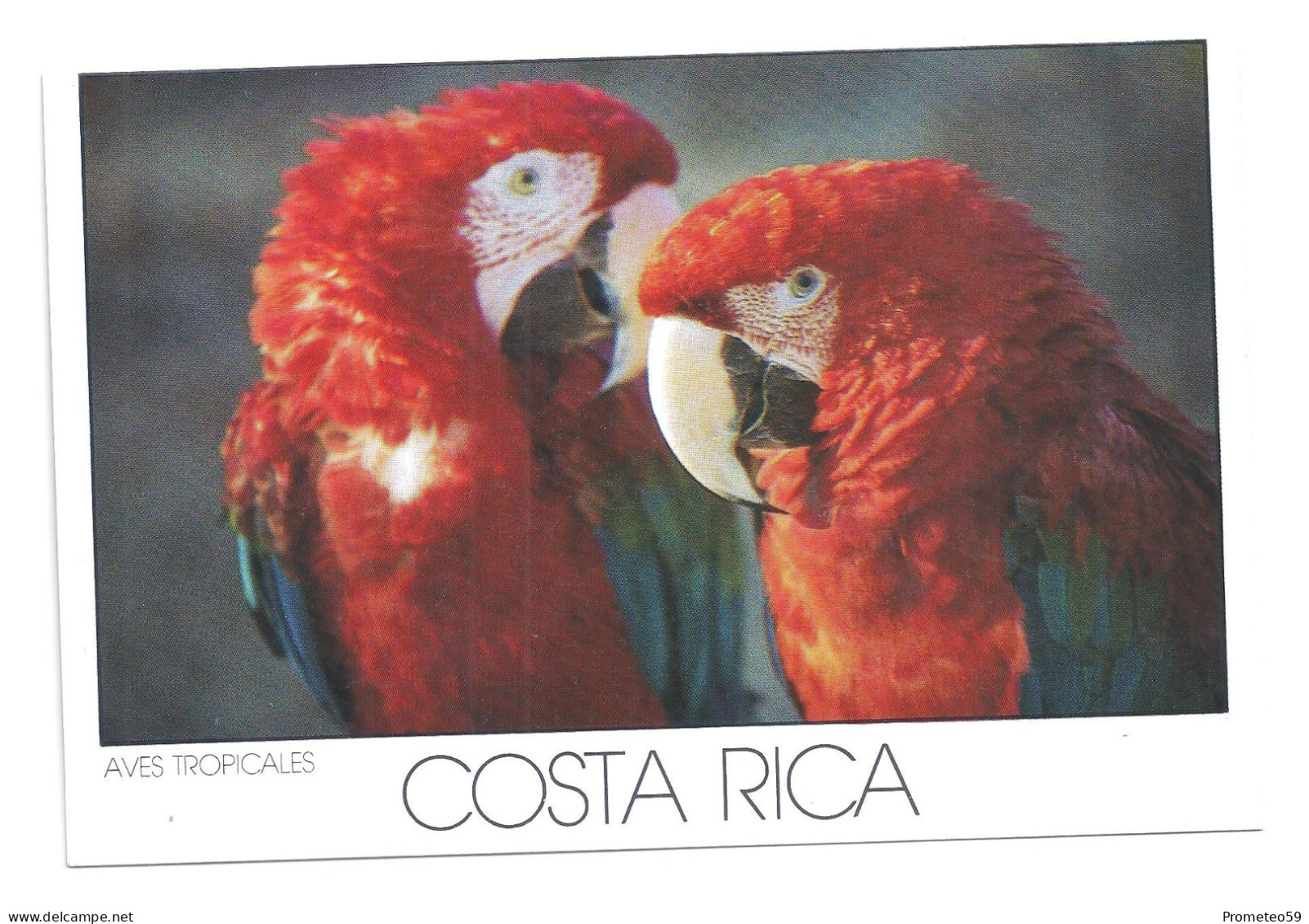 Lote 3 Postales Postcards  - Mono Titi Y Aves Tropicales – Tema: Fauna – Costa Rica – Sin Uso - Collections & Lots