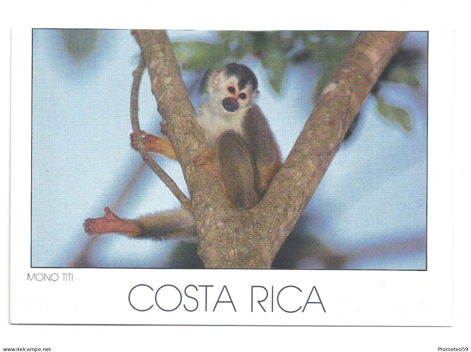 Lote 3 Postales Postcards  - Mono Titi Y Aves Tropicales – Tema: Fauna – Costa Rica – Sin Uso - Collections & Lots