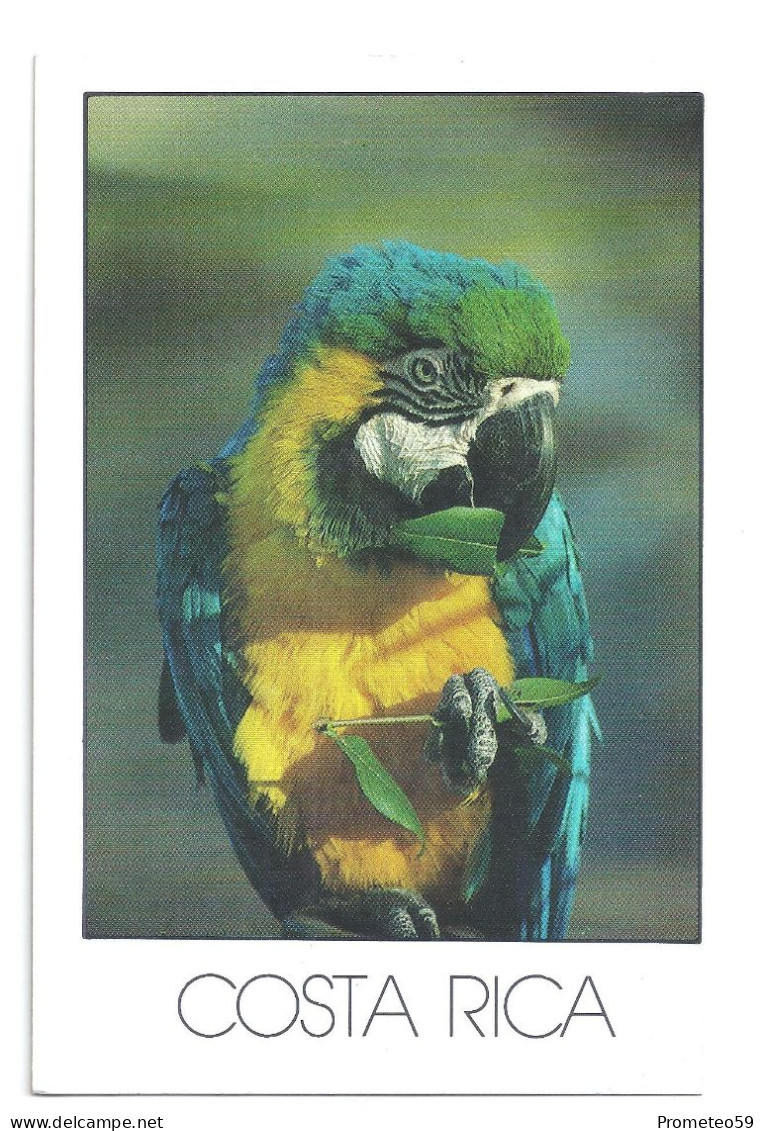 Lote 3 Postales Postcards  - Mono Titi Y Aves Tropicales – Tema: Fauna – Costa Rica – Sin Uso - Sammlungen & Sammellose