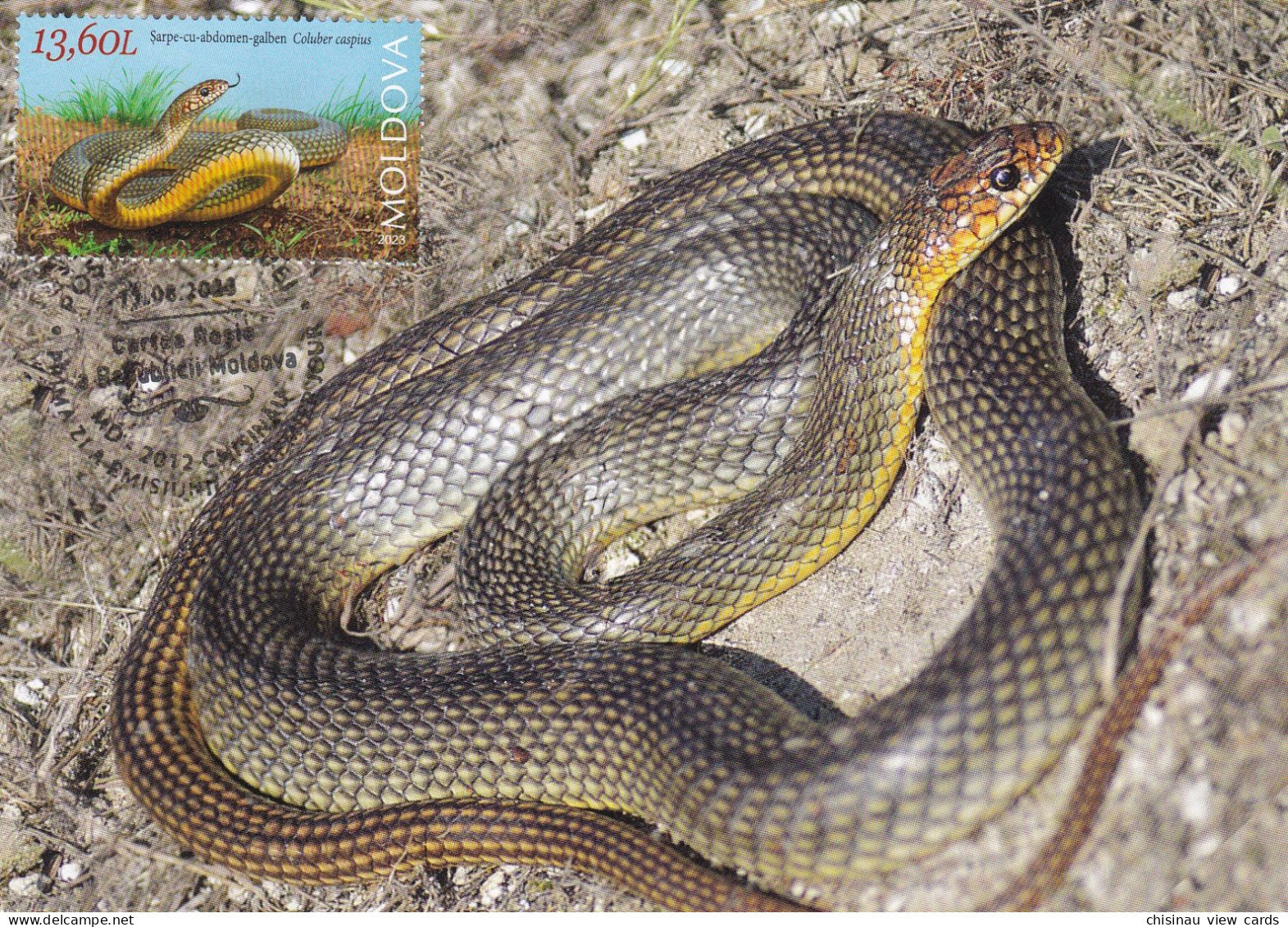 MOLDOVA 2023 Faune.Red Book Of Republic Of Moldova. Reptiles And Batrachians.Yellow Bellied Snake Coluber Caspius Maxi C - Serpents