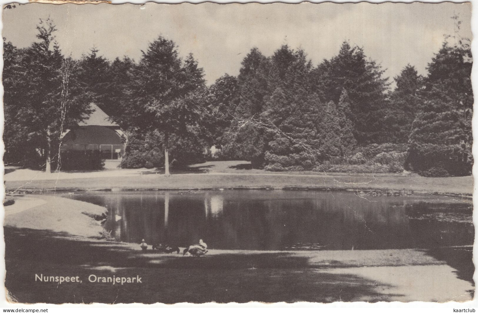 Nunspeet. Oranjepark - (Gelderland, Nederland//Holland) - 1962 - Eenden - Nunspeet