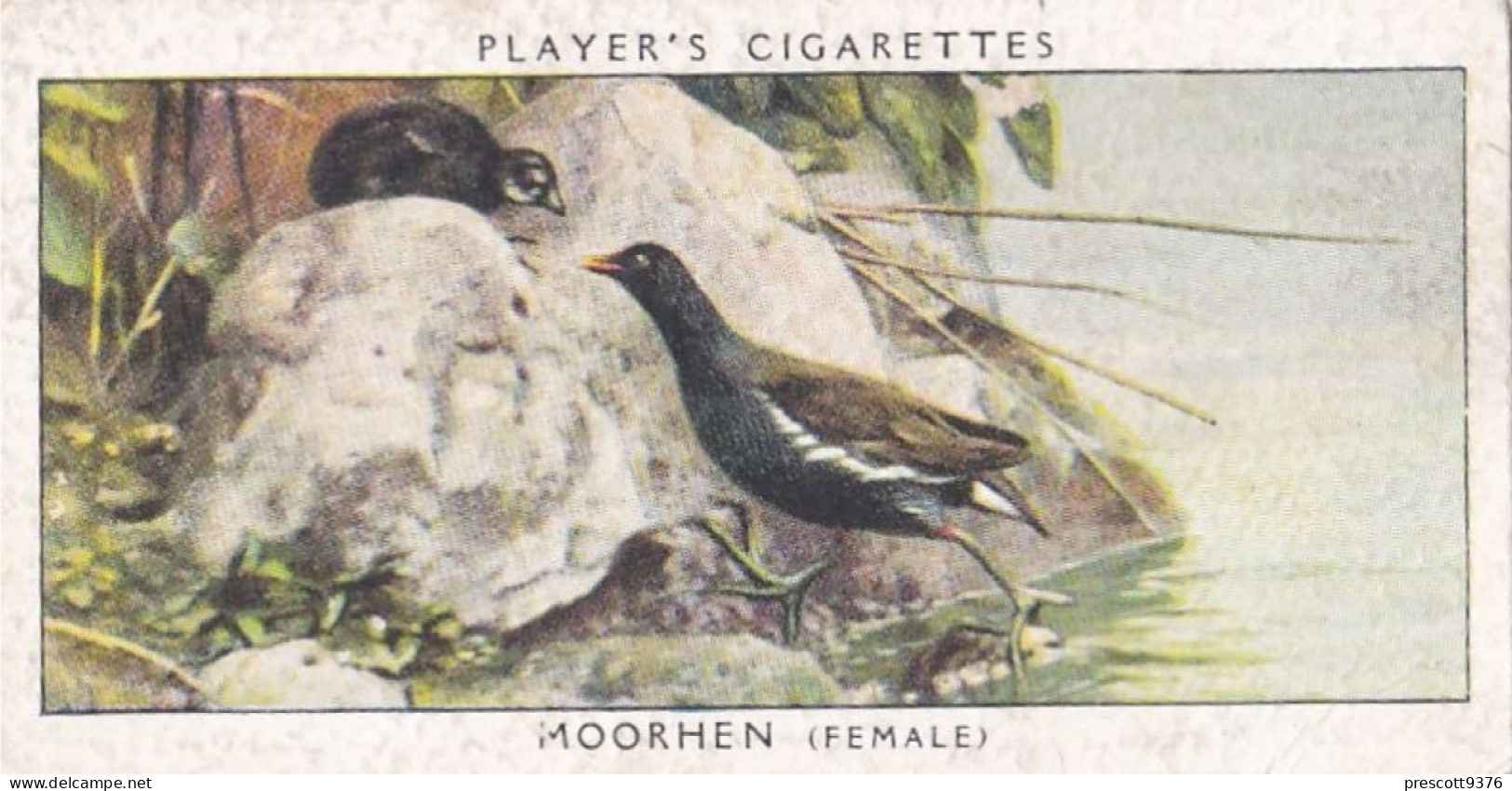 Birds & Their Young 1938,  Players Cigarette Card - 23 Female Moorhen - Player's