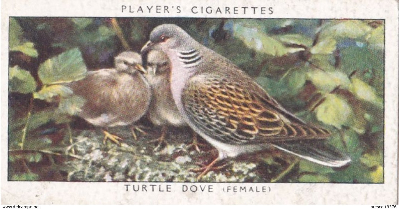 Birds & Their Young 1938,  Players Cigarette Card - 11 Female Turtle Dove - Player's