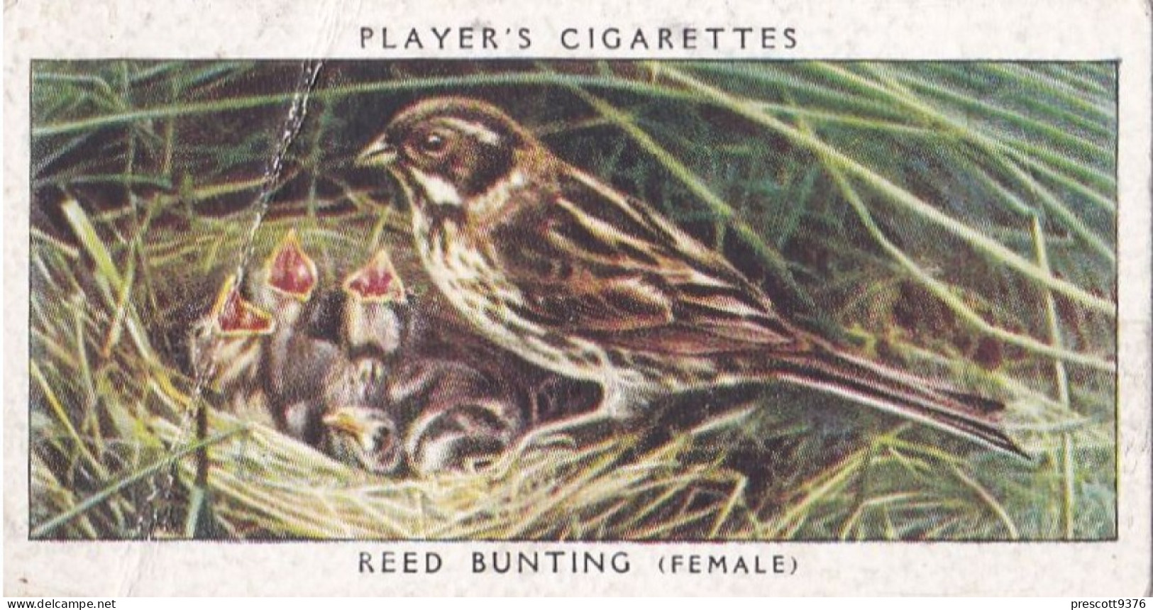 Birds & Their Young 1938,  Players Cigarette Card - 3 Female Reed Bunting - Player's