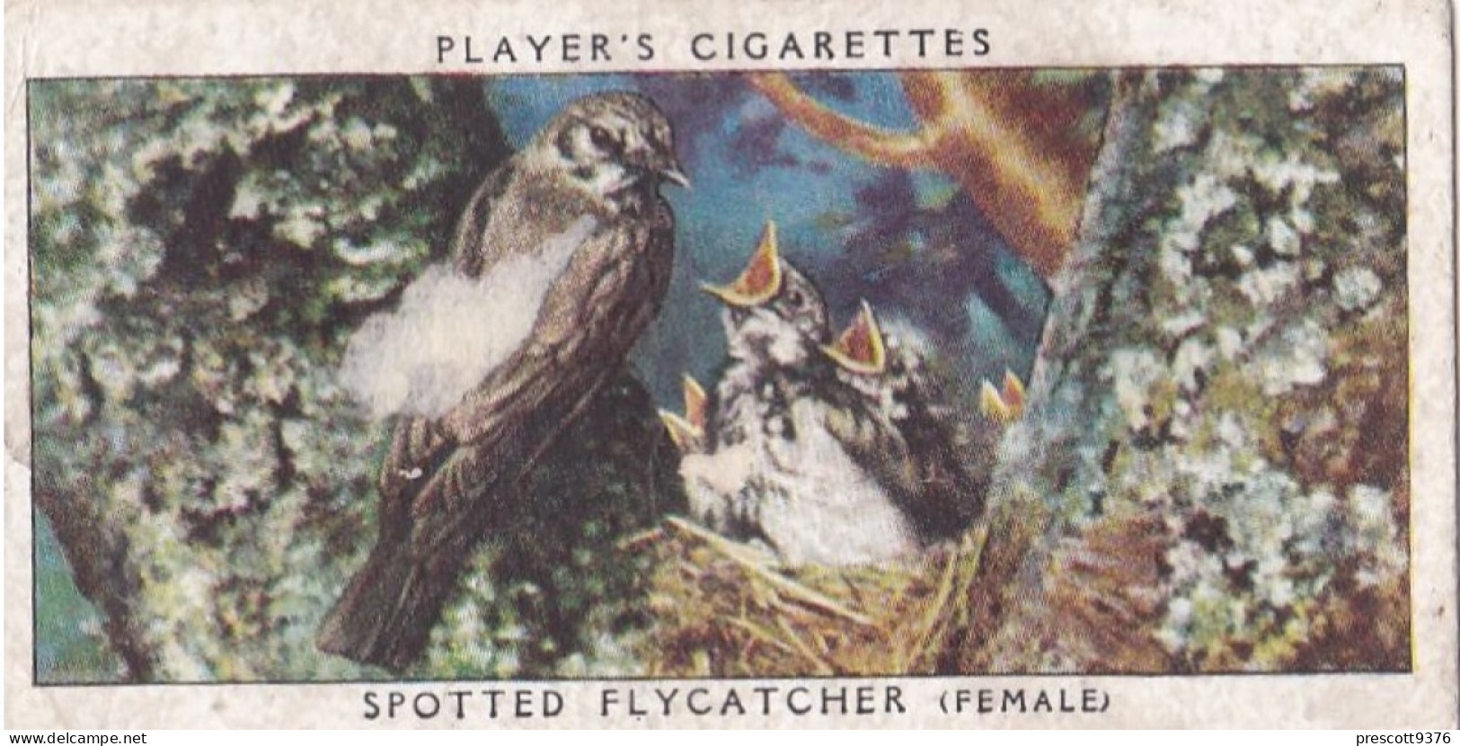 Birds & Their Young 1938,  Players Cigarette Card - 13 Female Spotted Fly Catcher - Player's