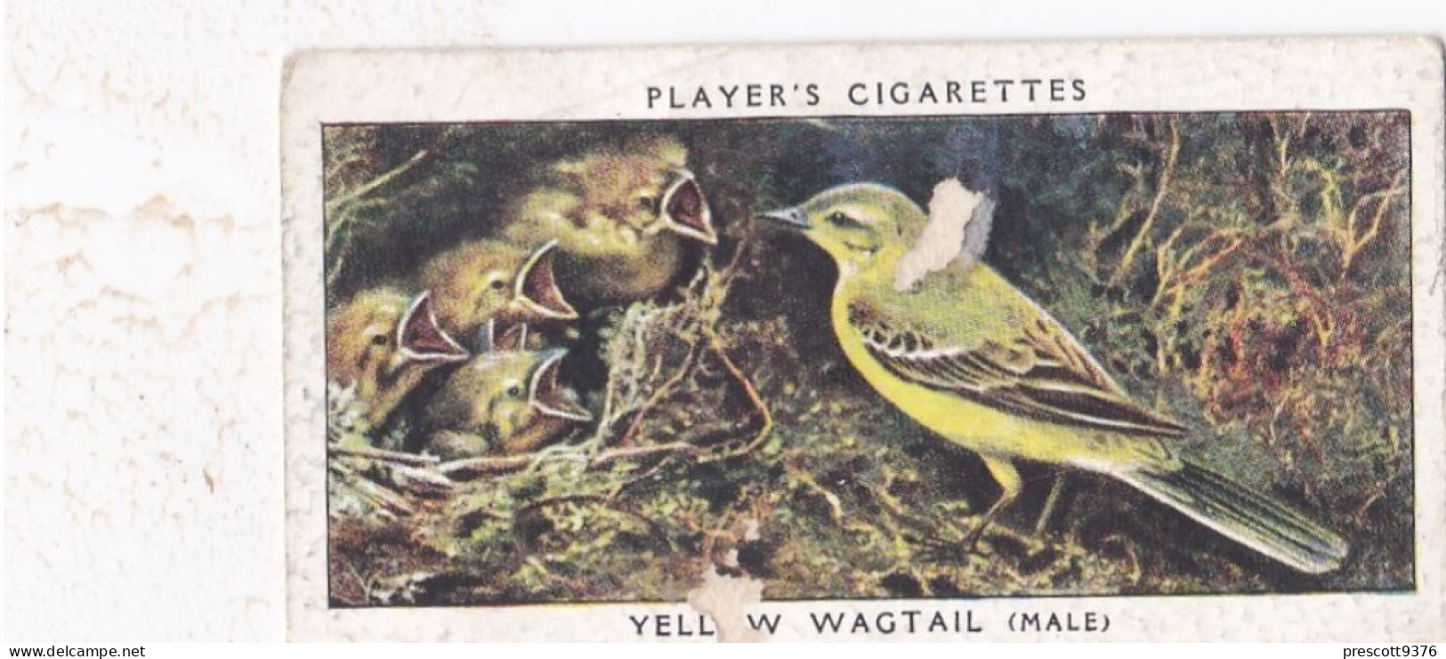 Birds & Their Young 1938,  Players Cigarette Card - 42 Male Yellow Wagtail - Player's