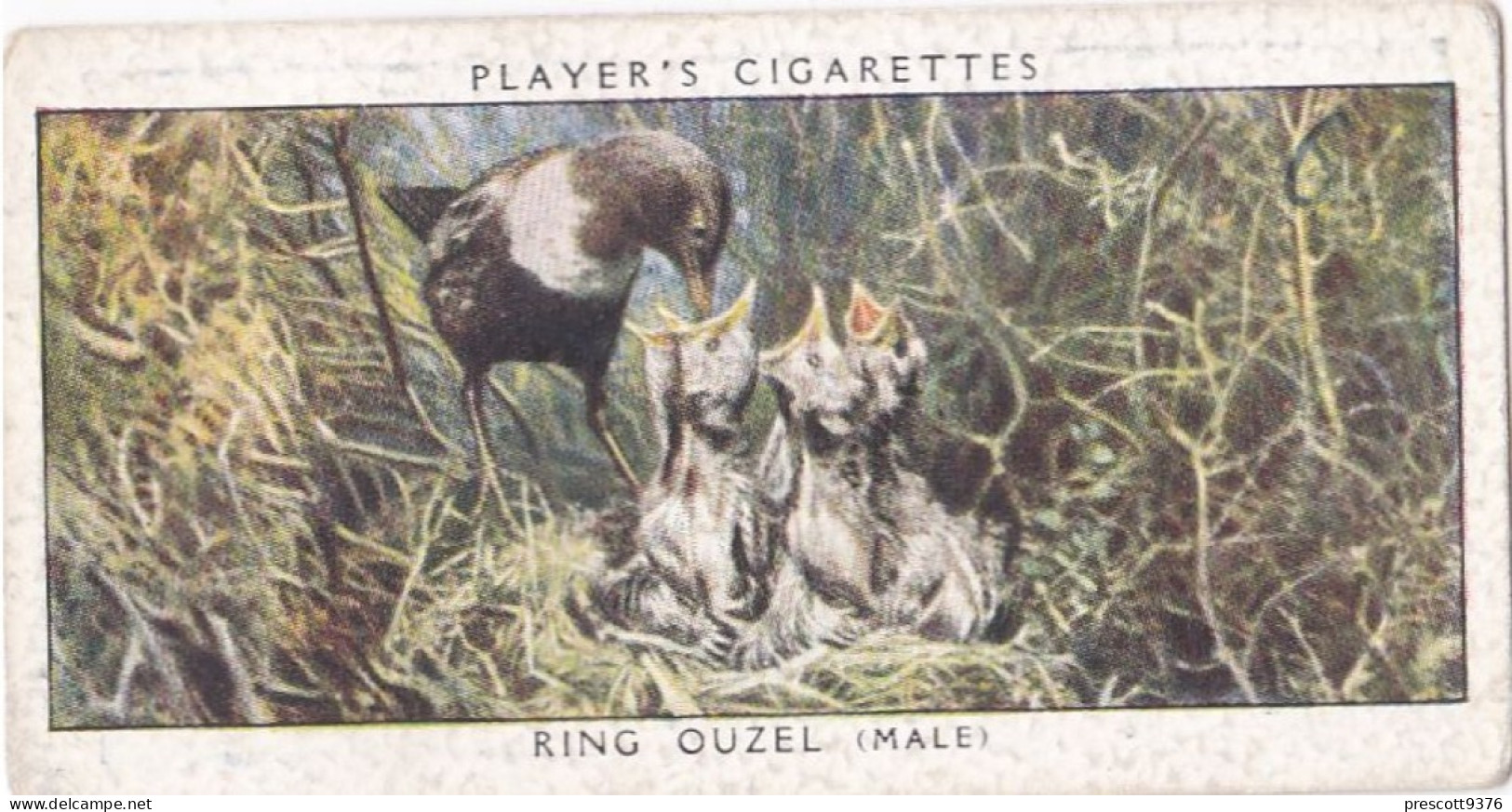 Birds & Their Young 1938,  Players Cigarette Card - 27 Ring Ouzel - Player's