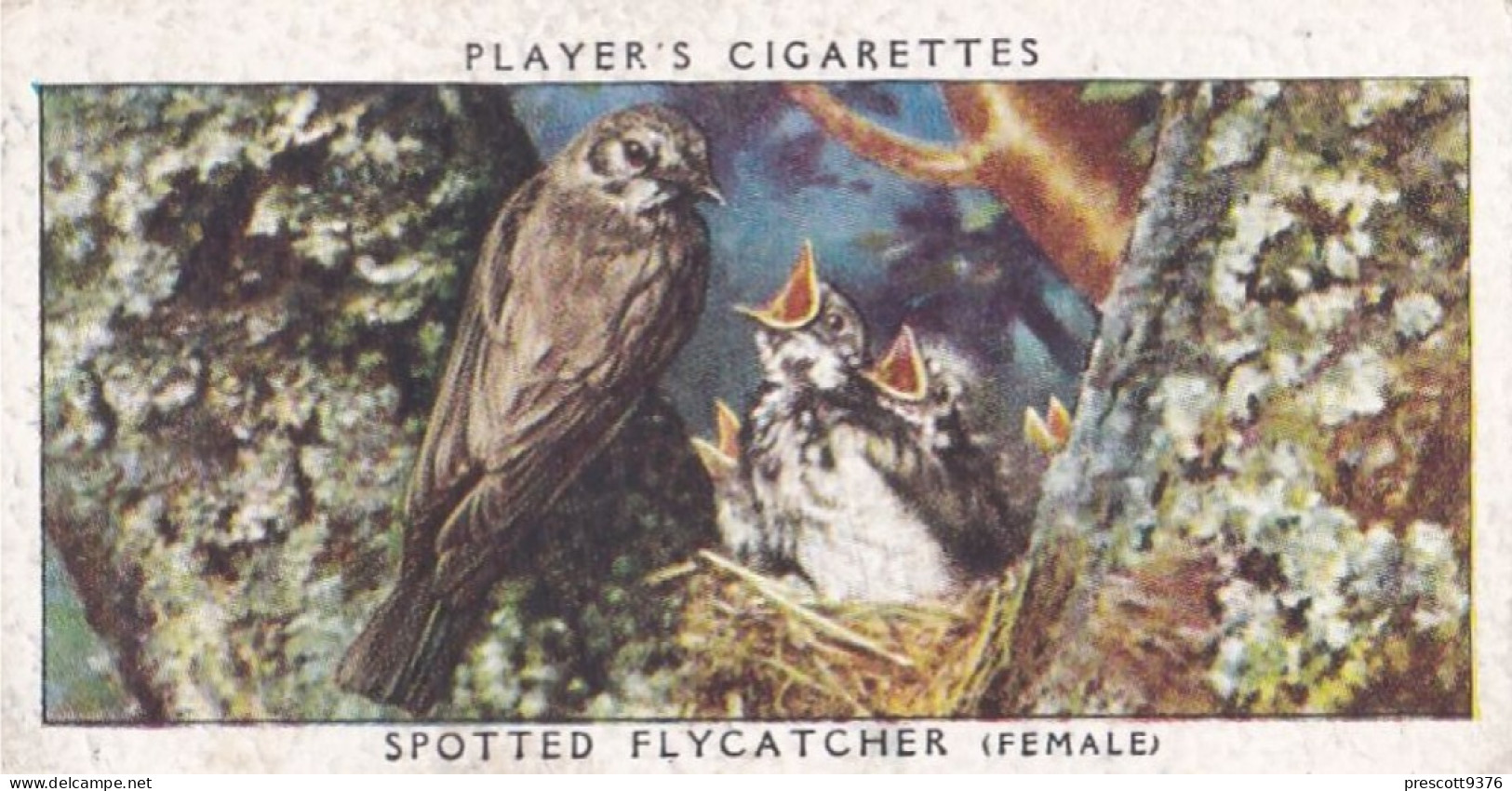 Birds & Their Young 1938,  Players Cigarette Card - 13 Spotted Flycatcher - Player's