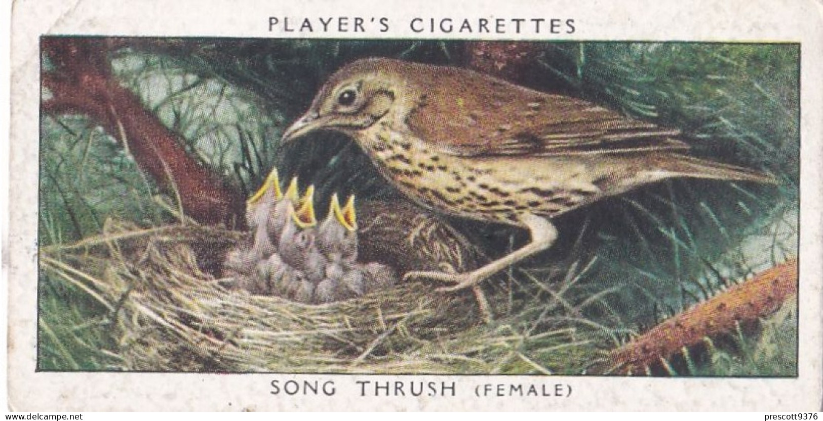 Birds & Their Young 1938,  Players Cigarette Card - 40 Song Thrush - Player's