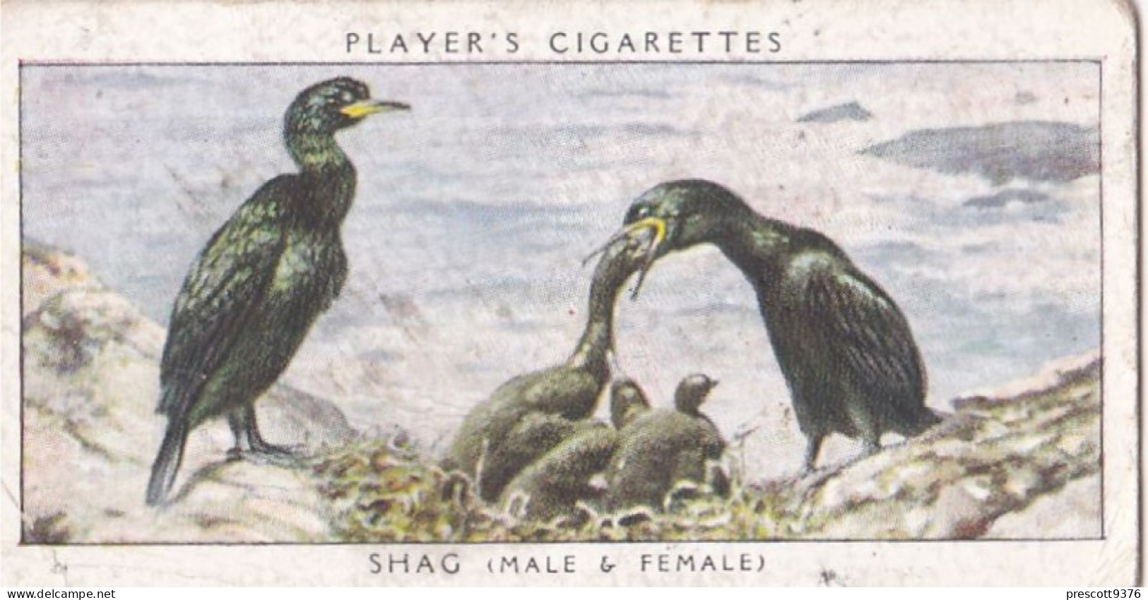 Birds & Their Young 1938,  Players Cigarette Card - 29 Shag - Player's