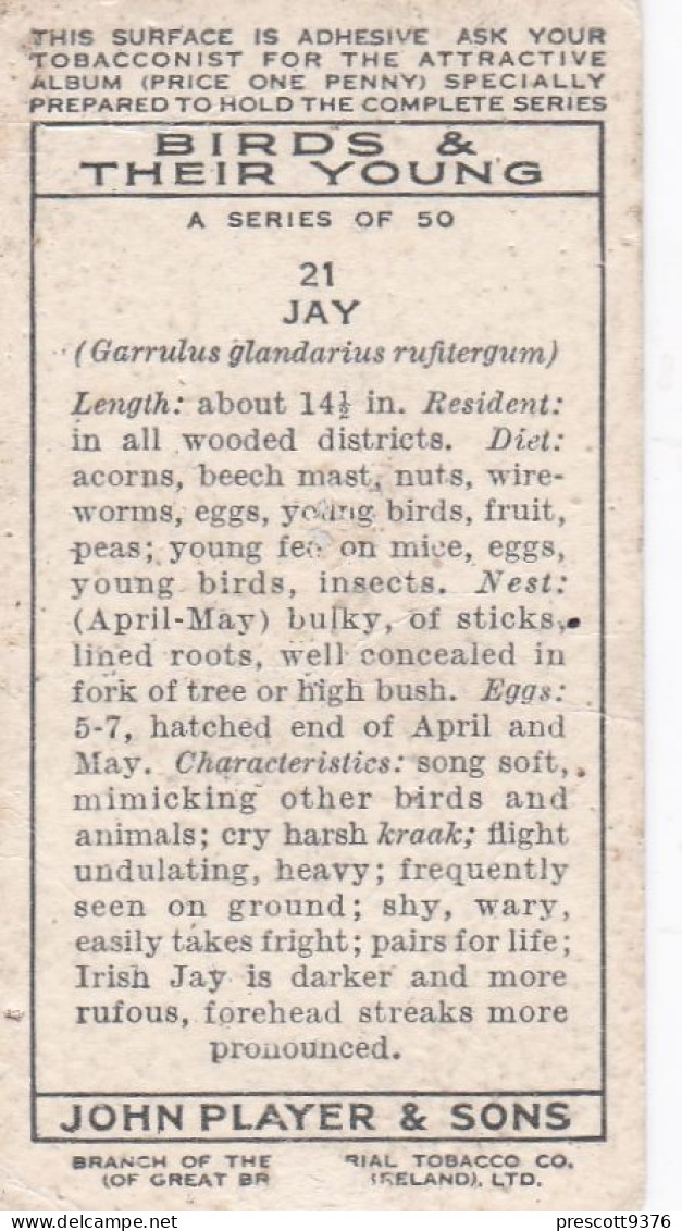 Birds & Their Young 1938,  Players Cigarette Card - 21 Jay - Player's