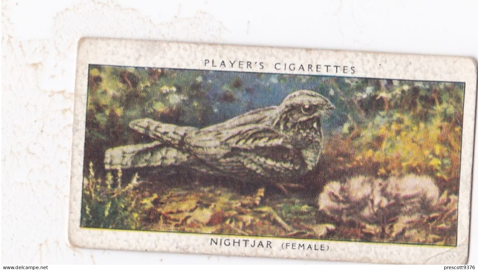 Birds & Their Young 1938,  Players Cigarette Card - 26 Nightjar - Player's