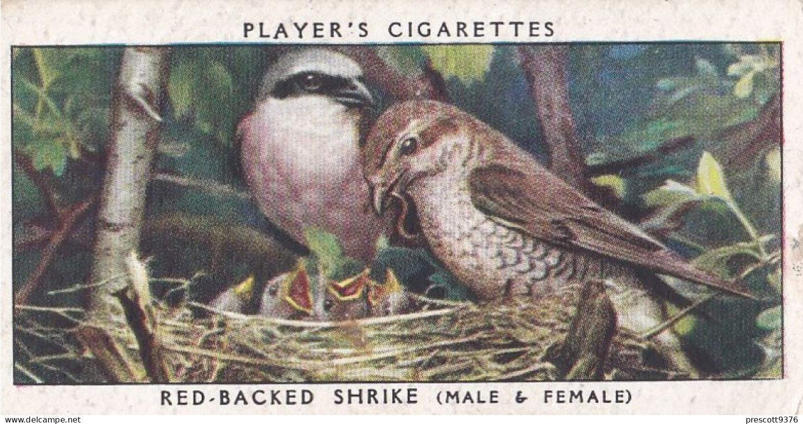 Birds & Their Young 1938,  Players Cigarette Card - 32 Red Backed Shrike - Player's