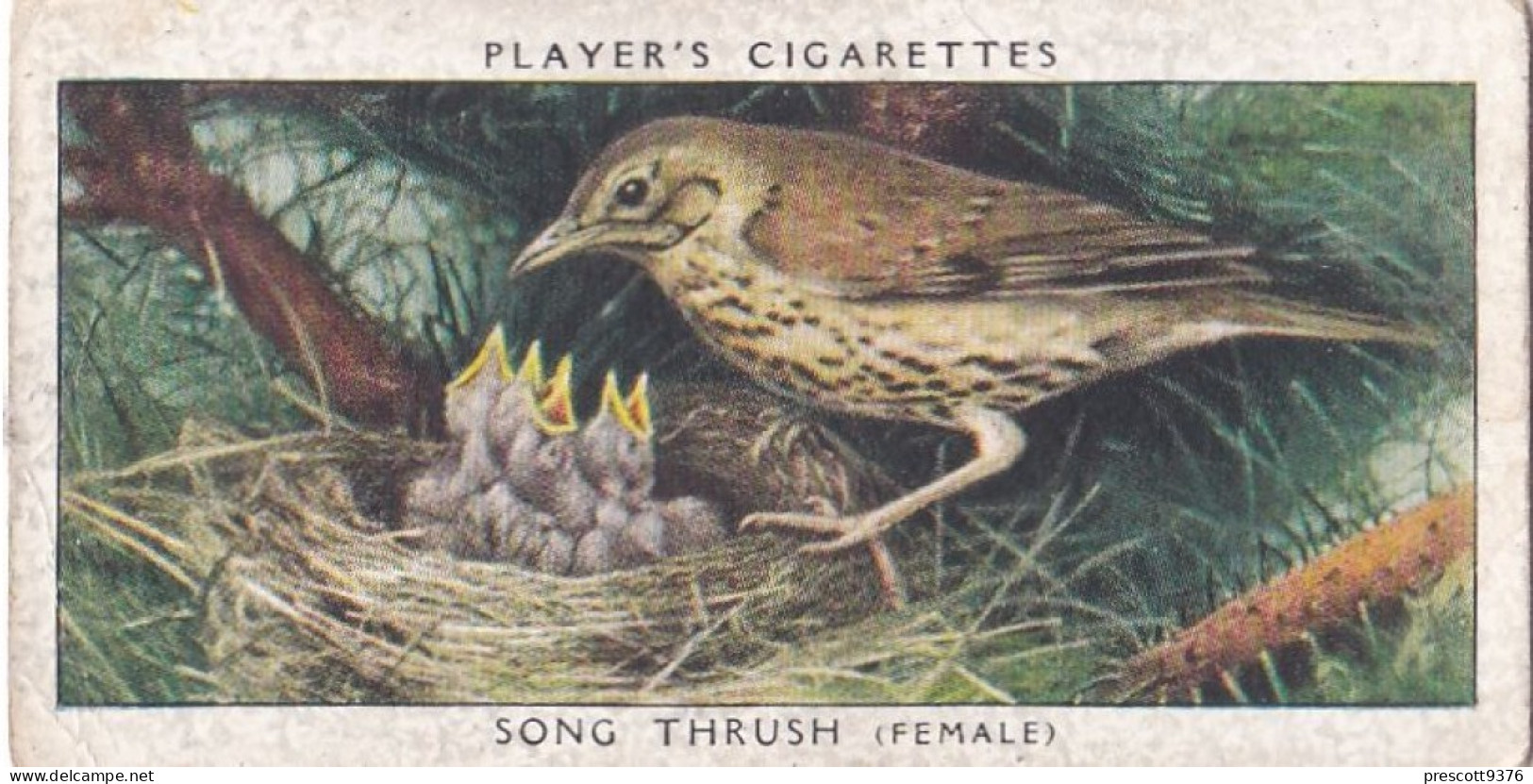 Birds & Their Young 1938,  Players Cigarette Card - 40 Song Thrush - Player's