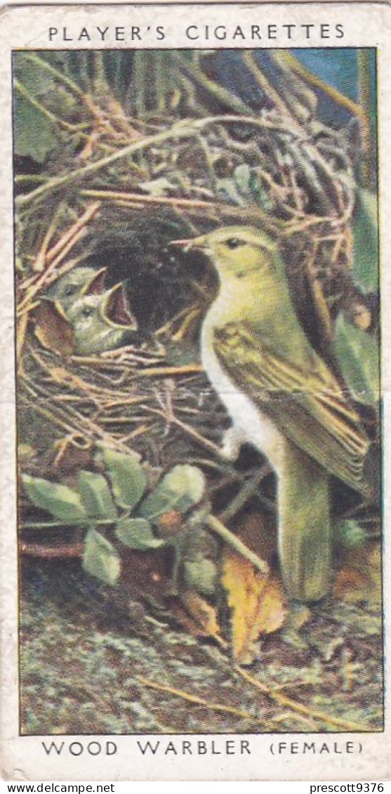 Birds & Their Young 1938,  Players Cigarette Card - 48 Wood Warbler - Player's