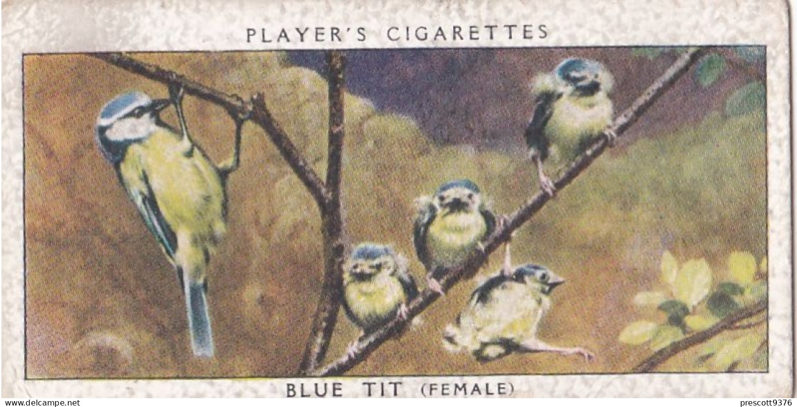 Birds & Their Young 1938,  Players Cigarette Card - 41 Blue Tit - Player's