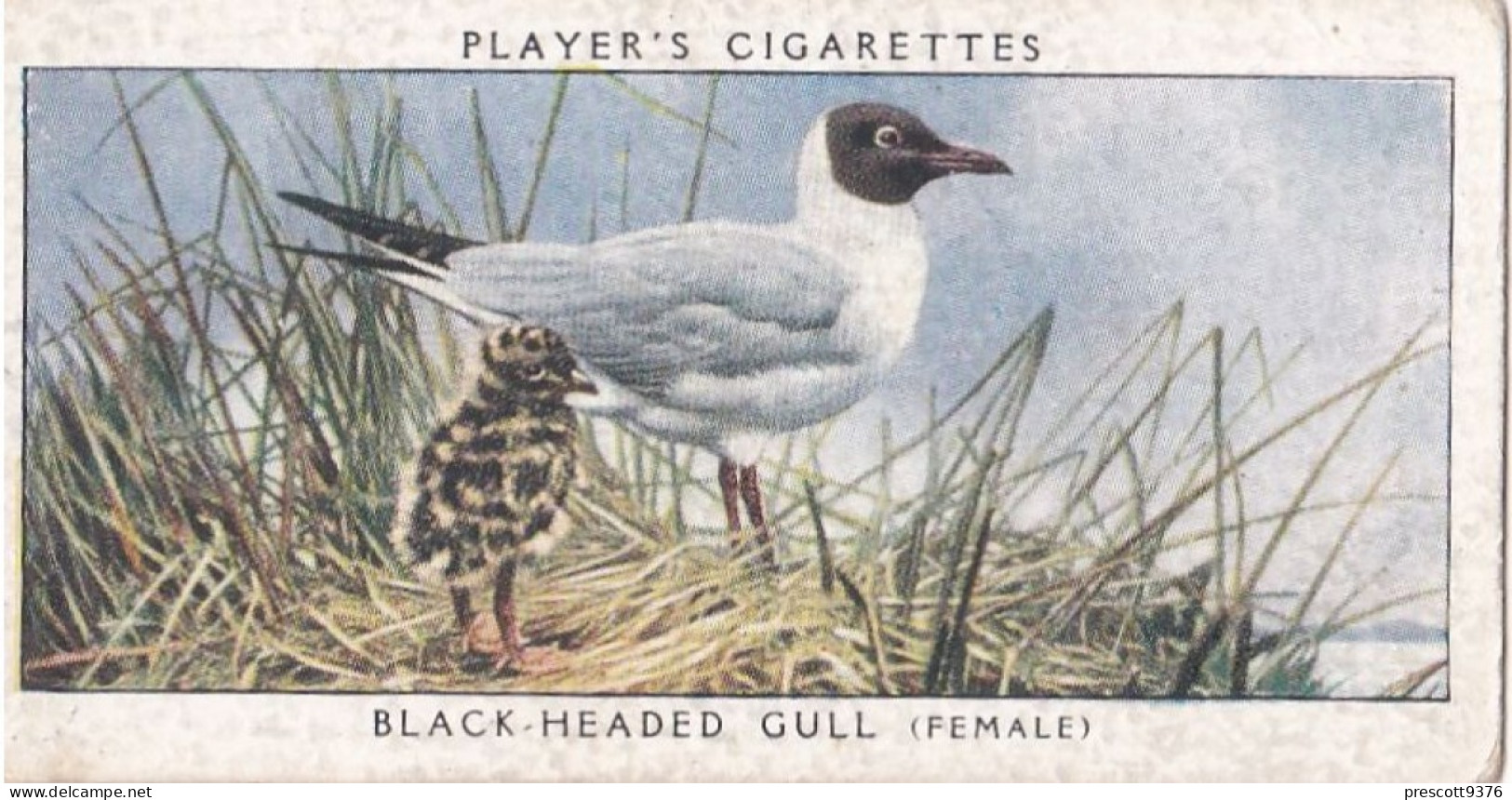 Birds & Their Young 1938,  Players Cigarette Card - 17 Black Headed Gull - Player's