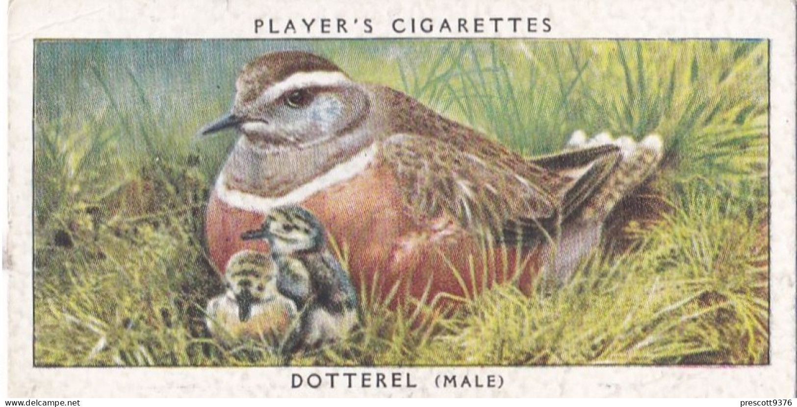 Birds & Their Young 1938,  Players Cigarette Card - 10 Dotterel - Player's