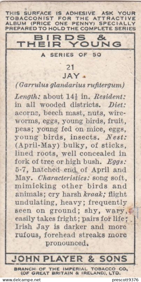 Birds & Their Young 1938,  Players Cigarette Card - 21 Jay - Player's