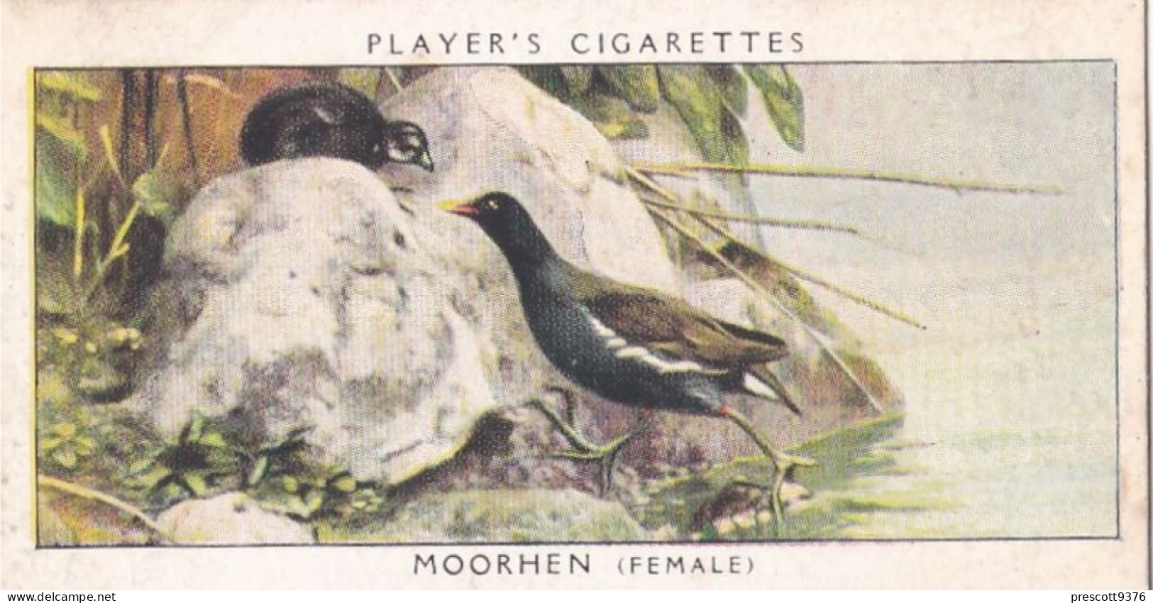 Birds & Their Young 1938,  Players Cigarette Card - 23 Moorhen - Player's