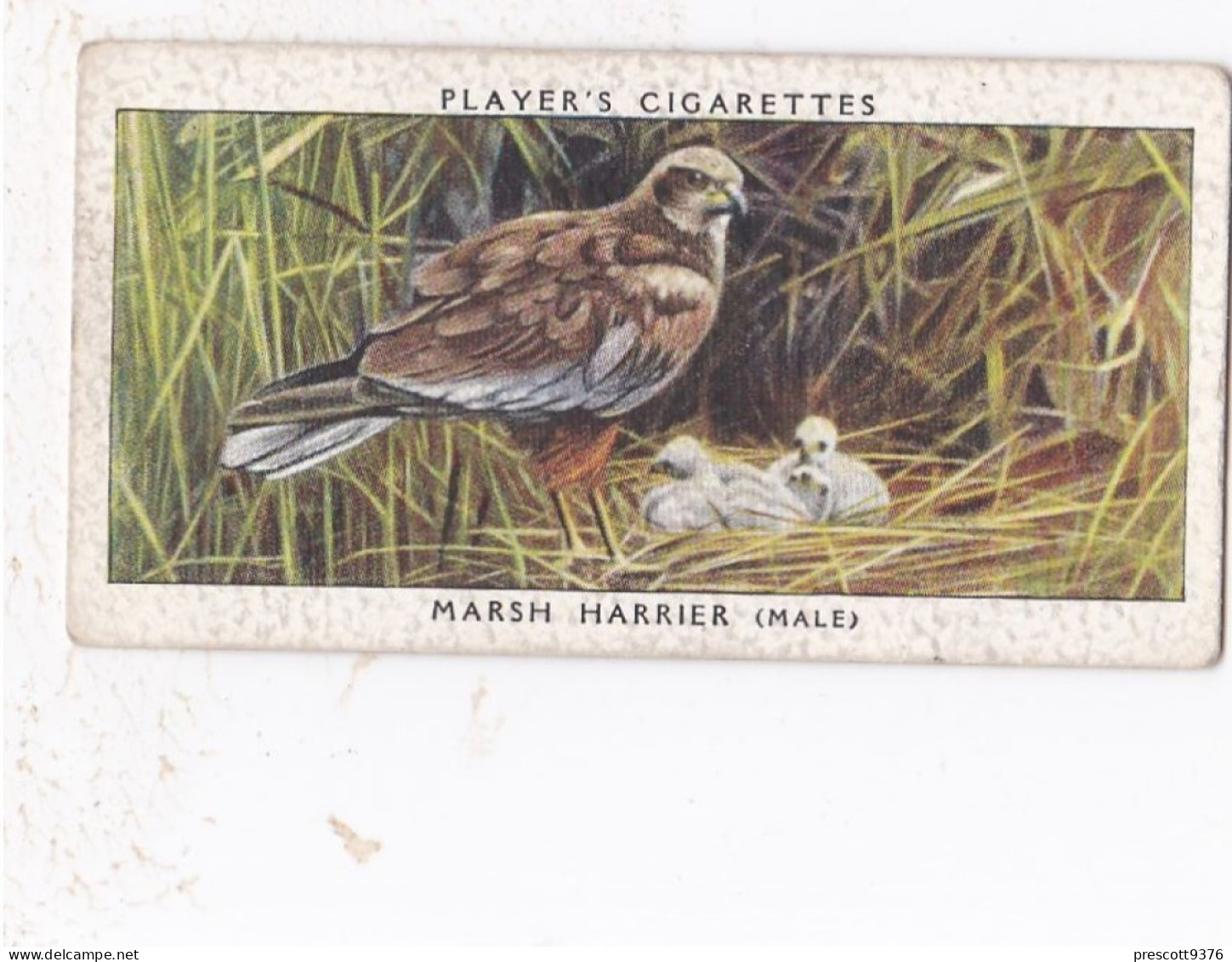 Birds & Their Young 1938,  Players Cigarette Card - 18 Marsh Harrier - Player's
