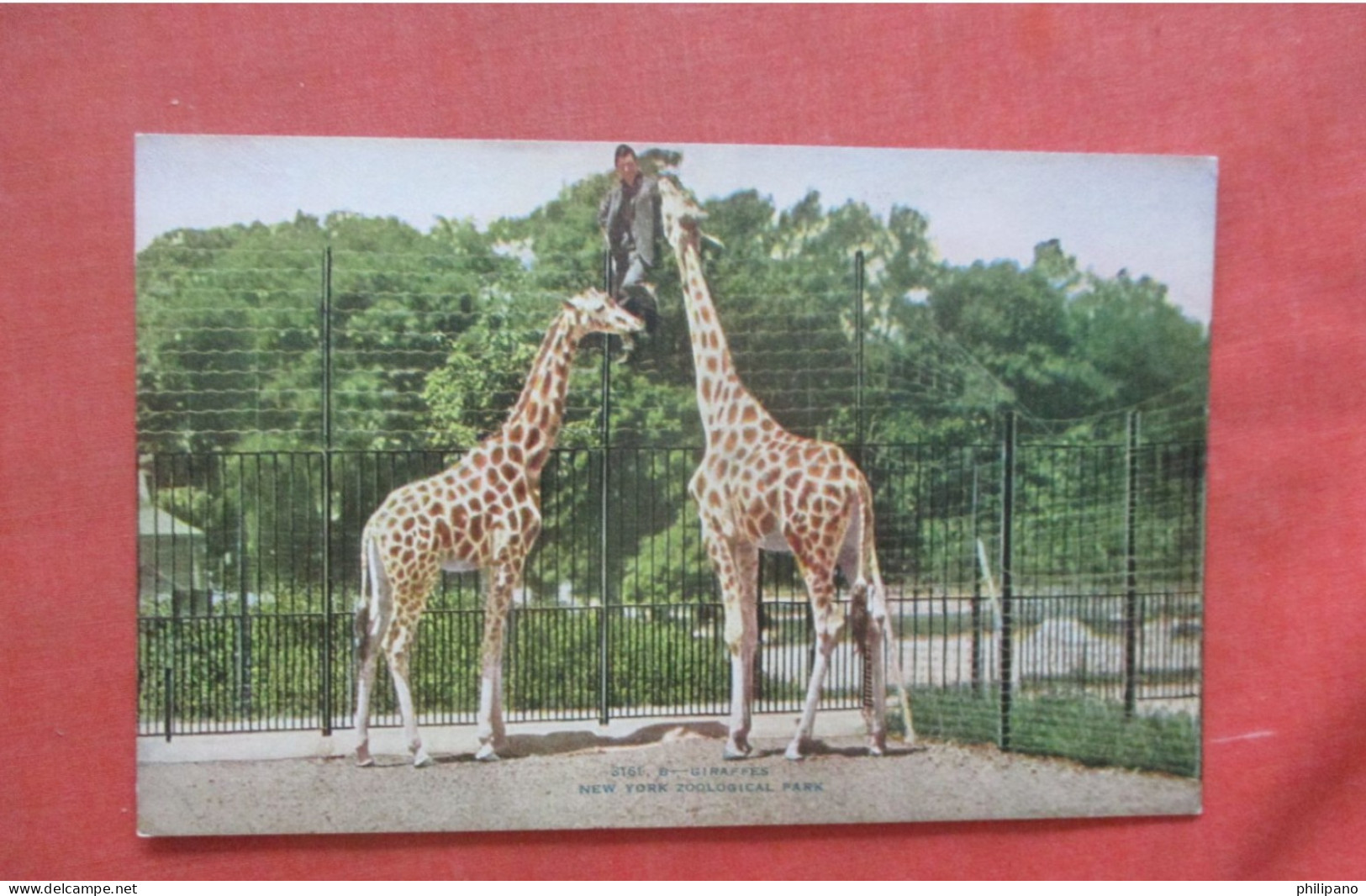 Giraffes New York Zoo    Ref 6160 - Giraffes