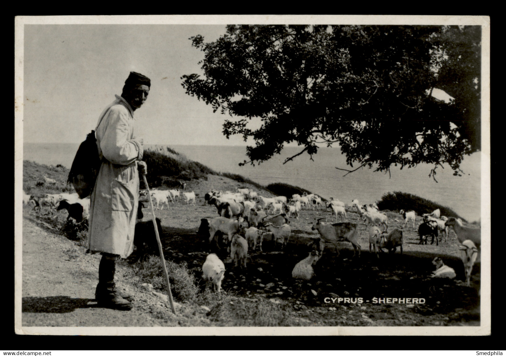 Cyprus - Shepherd - Chypre