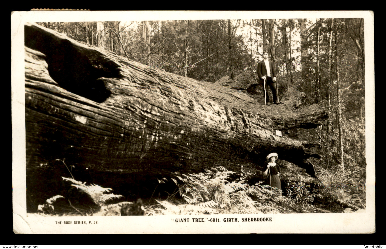 Sherbrooke - Giant Tree - Sonstige & Ohne Zuordnung
