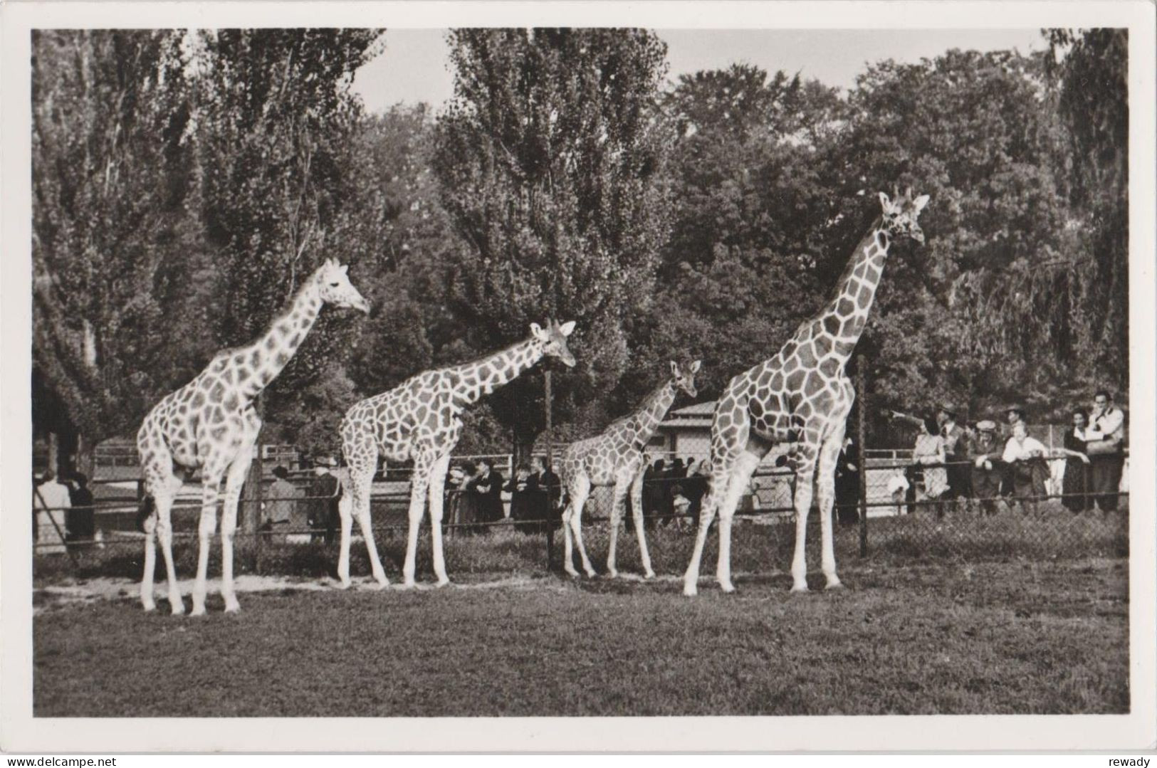Girafe - Munchener Tierpark Hellaubrunn - Netz Giraffen - Giraffes