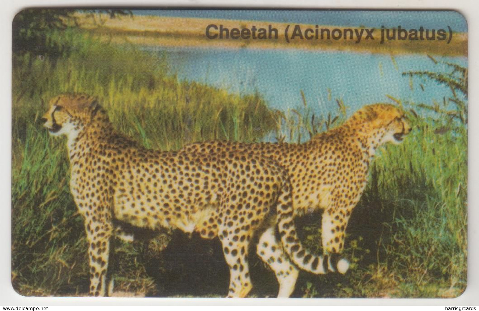 ΝΑΜΙΒΙΑ - Cheetah - Acinonyx Jubatus ,CN:NAEIA - Dashed Zero ,10 $ ,used - Namibie