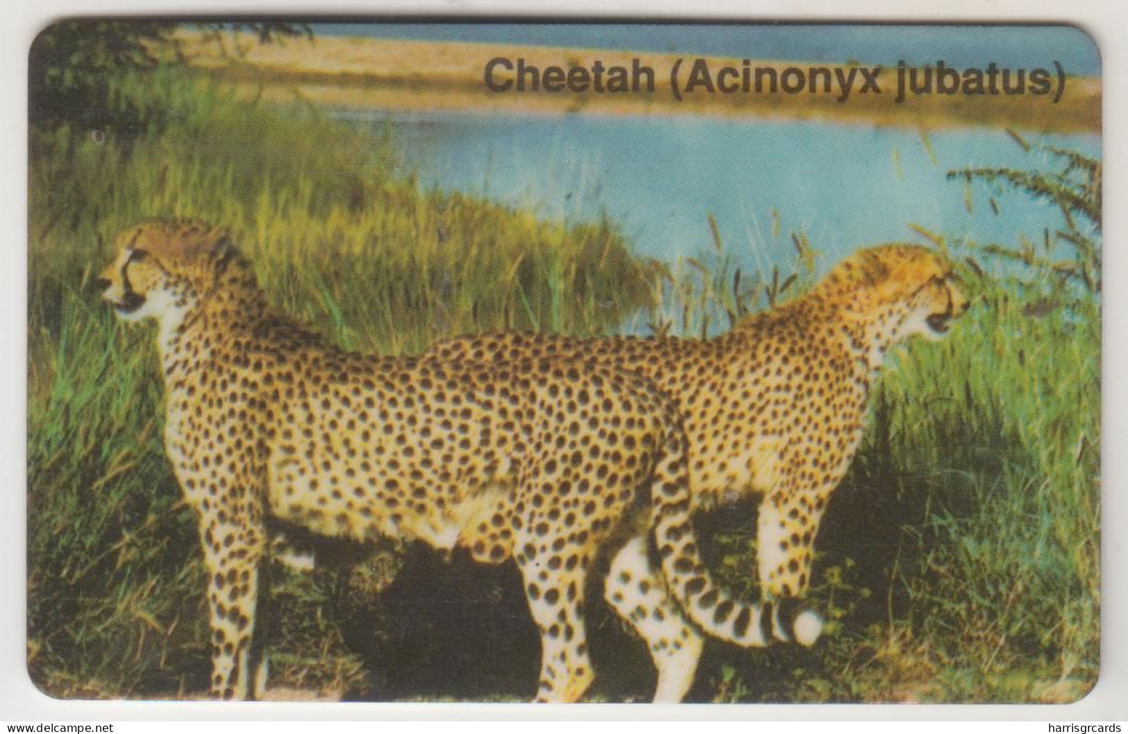 ΝΑΜΙΒΙΑ - Cheetah - Acinonyx Jubatus ,CN:NAEIA - Dashed Zero ,10 $ ,used - Namibia