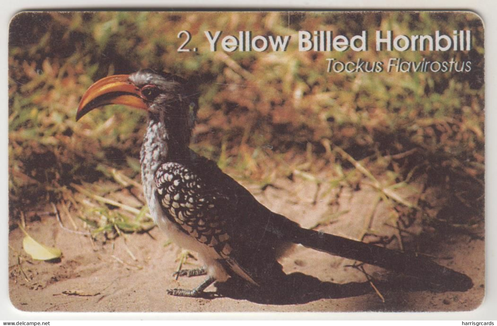 ΝΑΜΙΒΙΑ - Yellow Billed Hornbill (Bird) ,20 $ ,used - Namibia