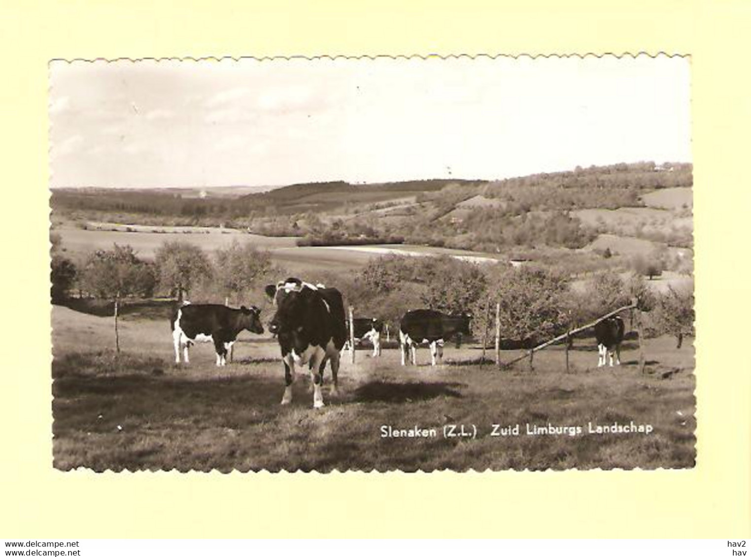 Slenaken Landschap Met Koeien RY29671 - Slenaken