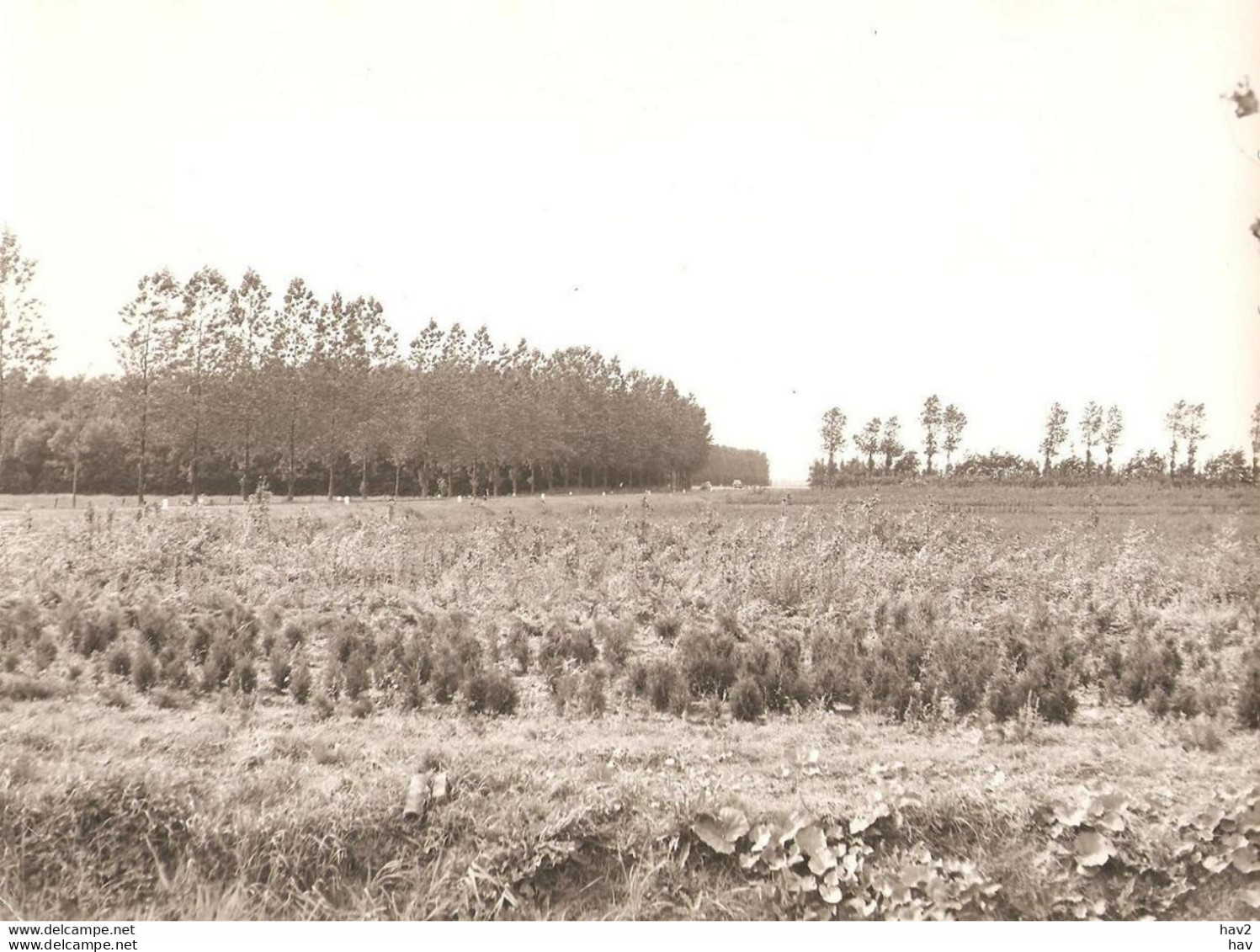 Marknesse Landschap Foto KE1658 - Autres & Non Classés