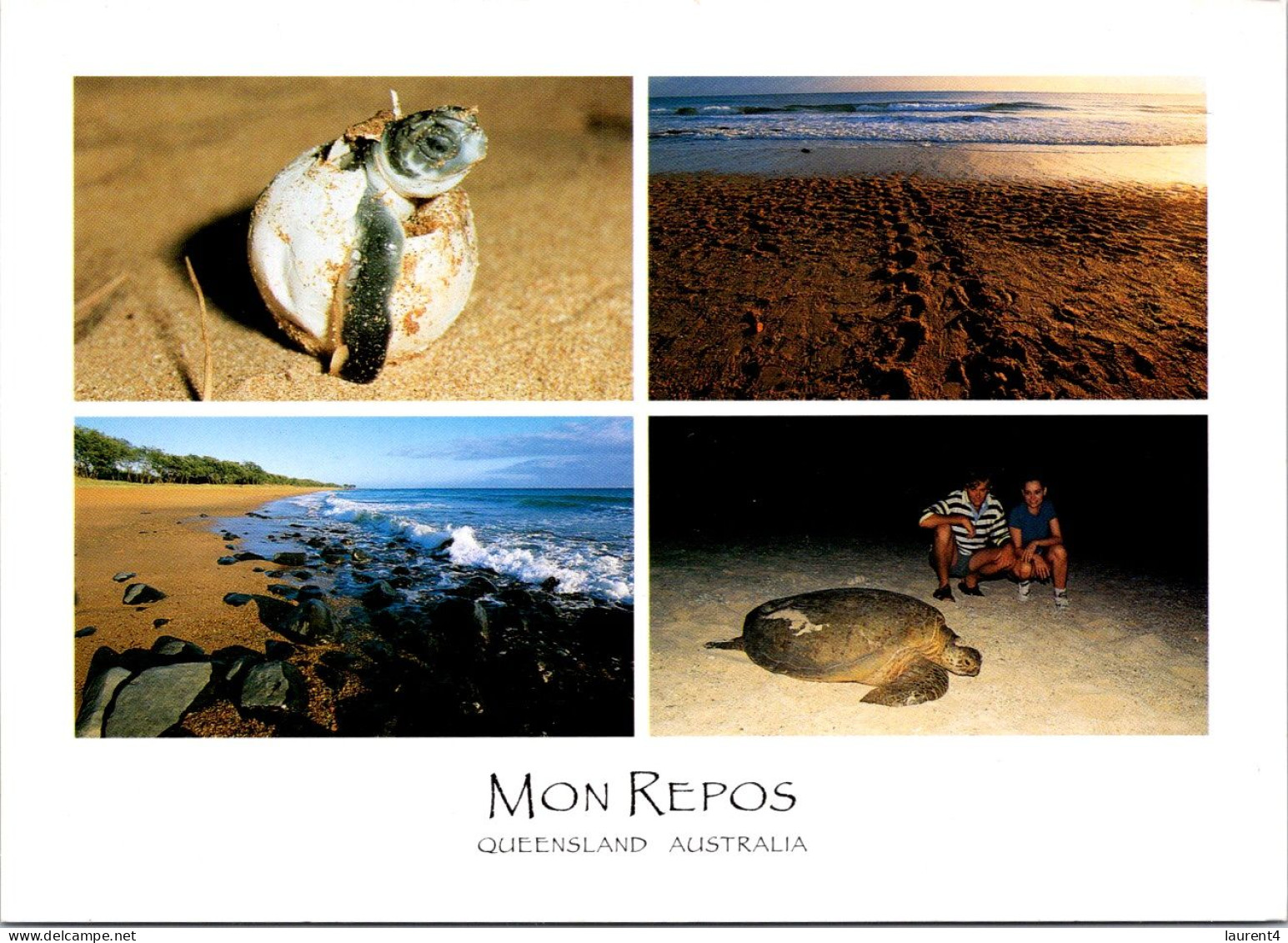 20-8-2023 (2 T 60) Australia - QLD- Turtle In Mon Repos - Turtles