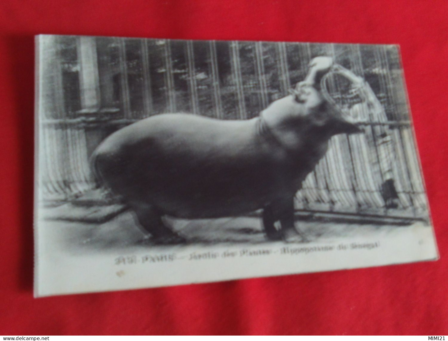 JARDIN DES PLANTES ..HIPPOPOTAME DU SENEGAL - Hippopotamuses