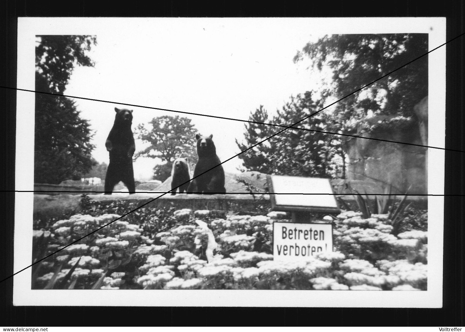 Orig. Foto 1950, Tierpark Hagenbeck In Hamburg Stellingen, Blick Auf Die Bären, Bärengehege - Stellingen